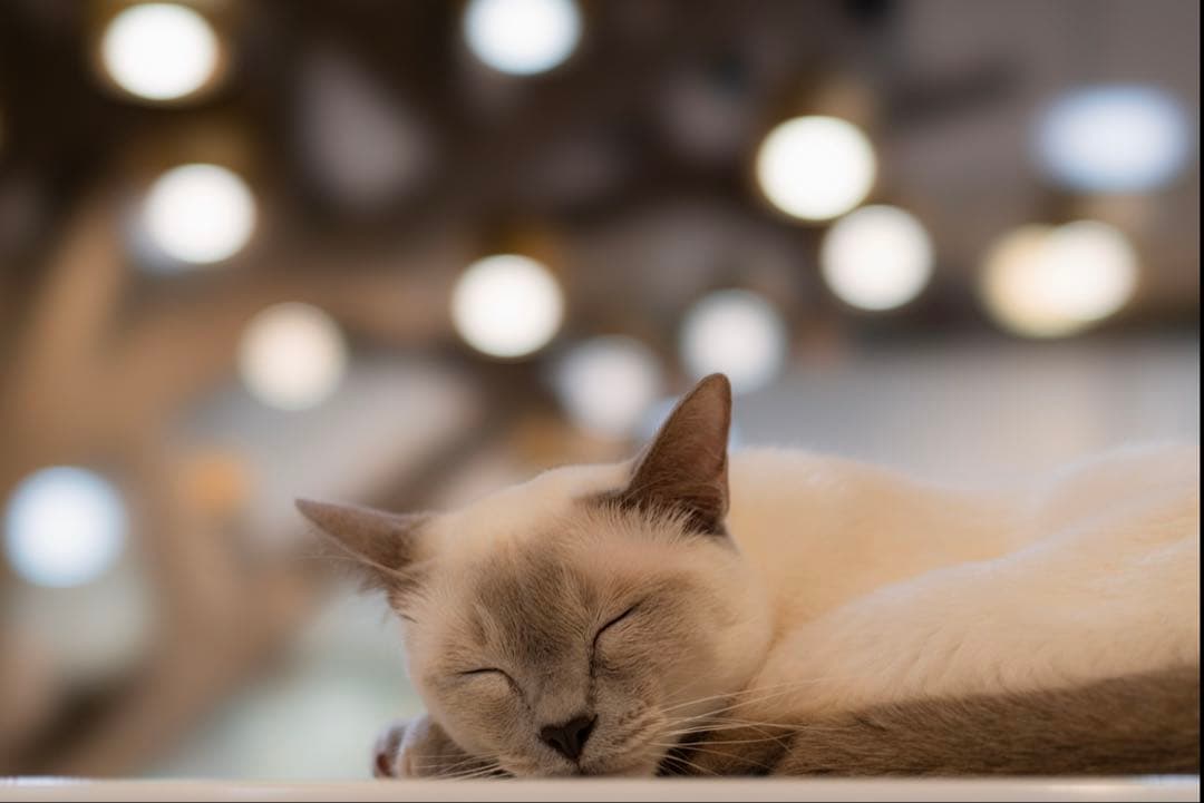 レンズ(単焦点) Sony FE 2.8/100 STF GM OSS