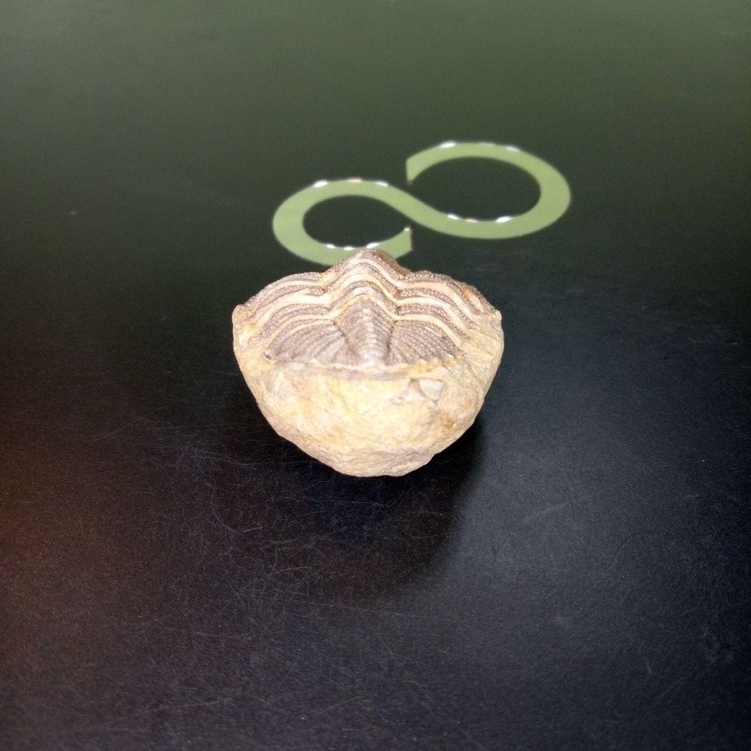 三葉虫　化石　fossil　ボリビア　trilobite　三葉虫綱　三葉虫管理③