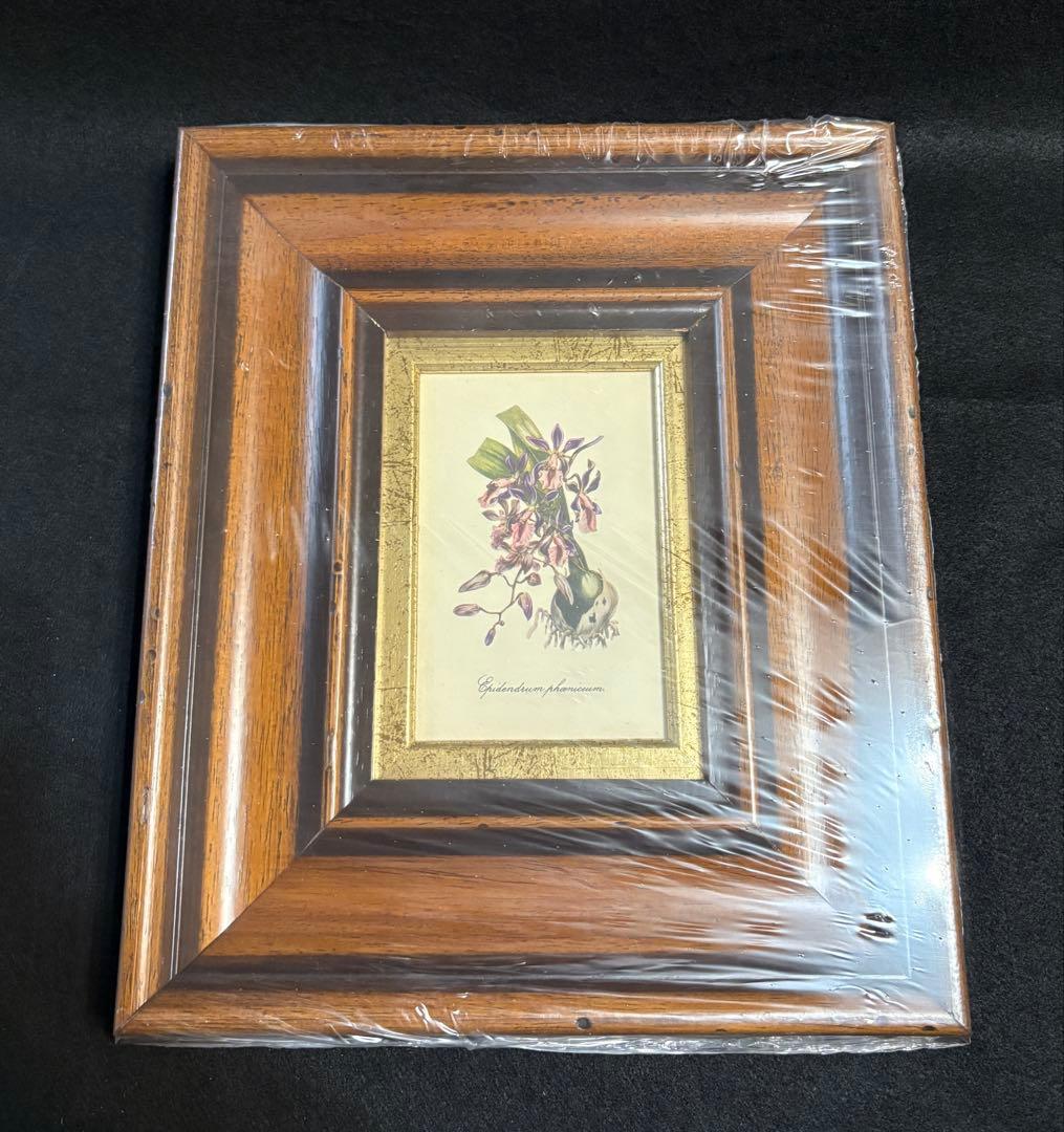 イタリア製 額装 インテリア 壁掛 エピデンドラム ラン科 ITALY オブジェ