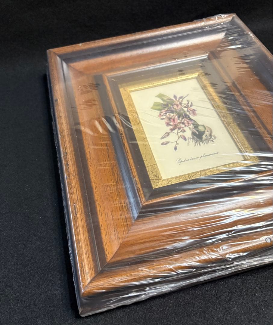 イタリア製 額装 インテリア 壁掛 エピデンドラム ラン科 ITALY オブジェ