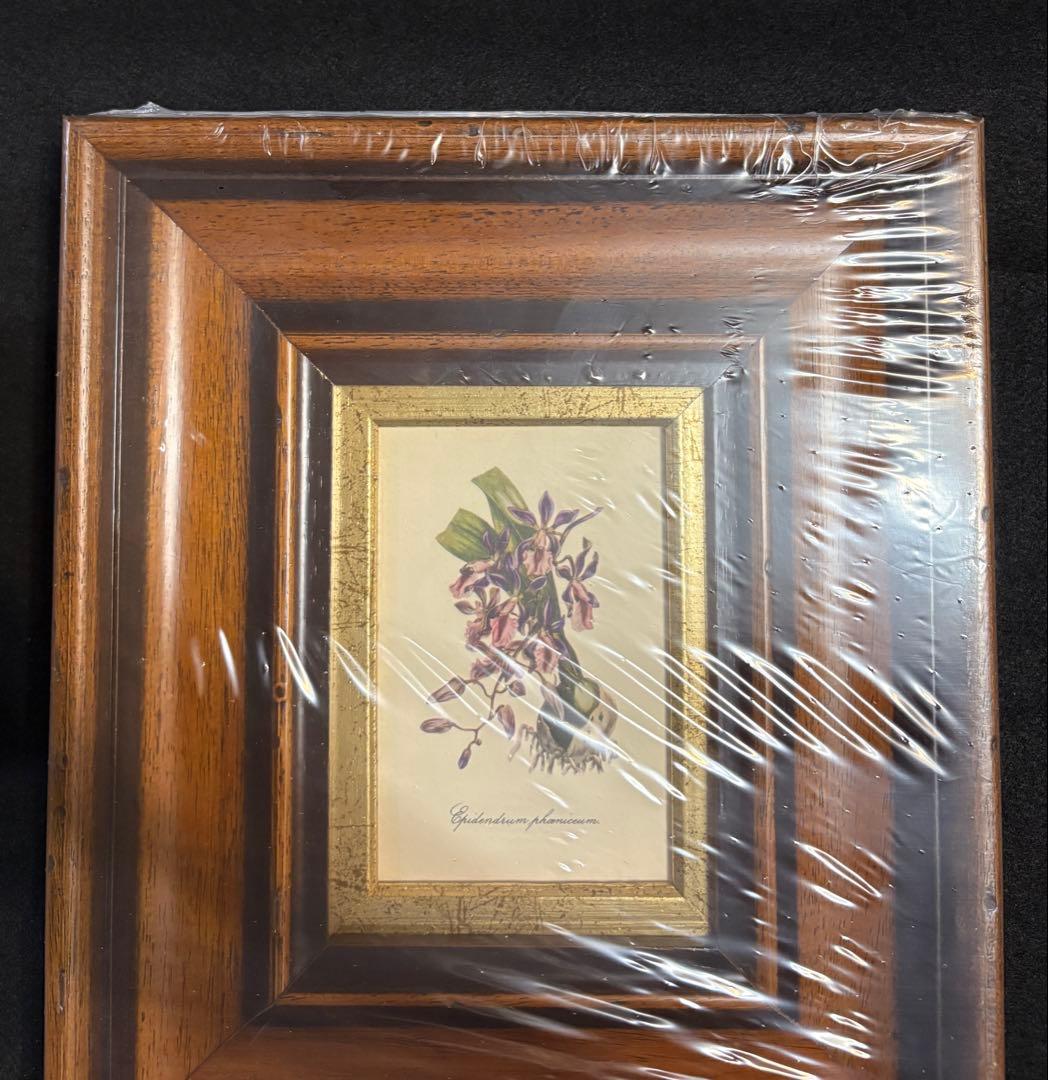 イタリア製 額装 インテリア 壁掛 エピデンドラム ラン科 ITALY オブジェ