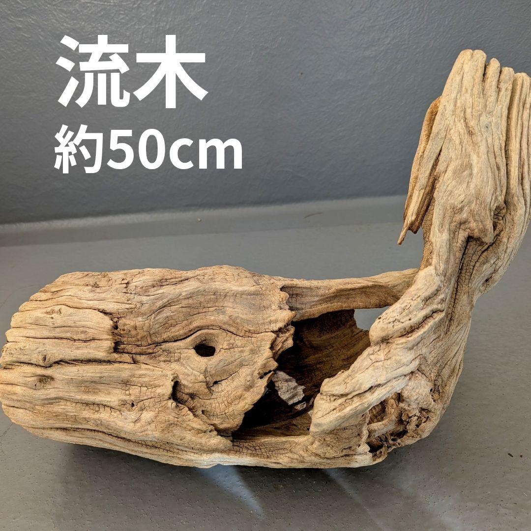 流木 約50cm 自然な形状　ビーチコーミング　アート素材　爬虫類　テラリウム