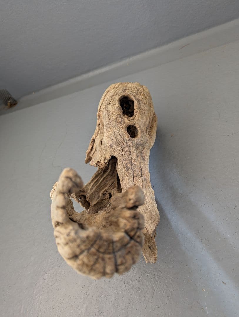 流木 約50cm 自然な形状　ビーチコーミング　アート素材　爬虫類　テラリウム