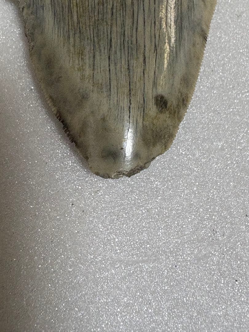 化石サメの歯メガロドンインドネシア約9.6cm 約134g 新生代第三紀中新世