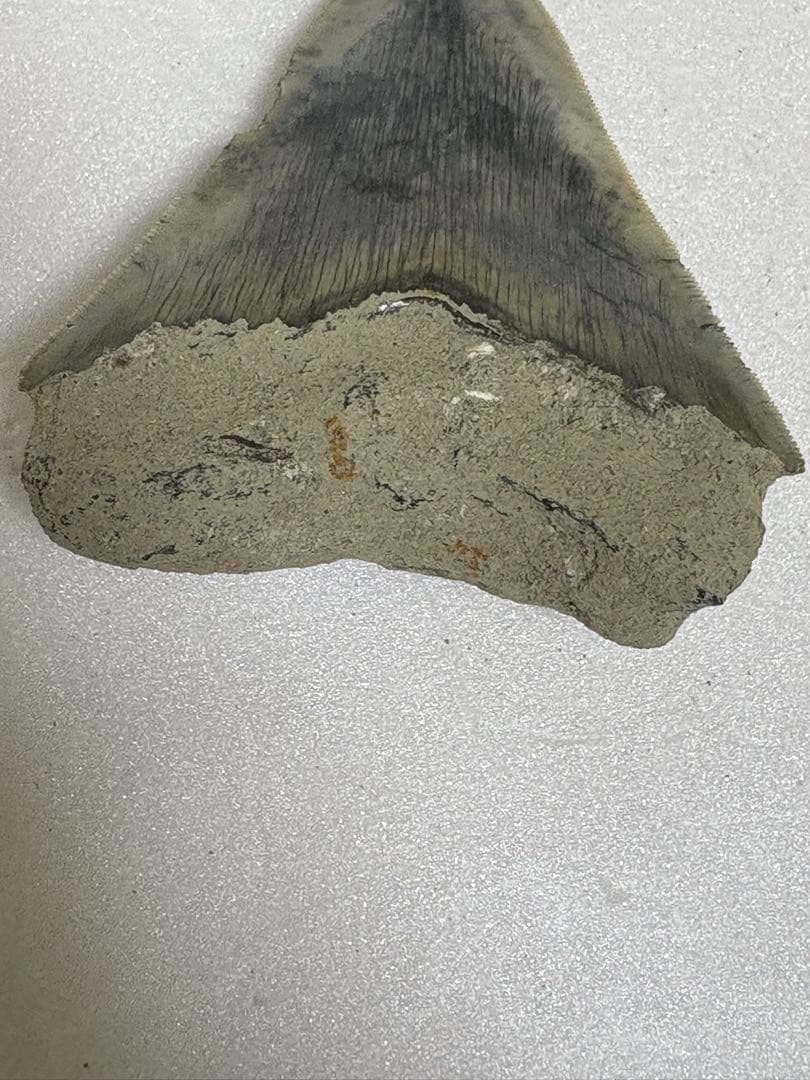 化石サメの歯メガロドンインドネシア約9.6cm 約134g 新生代第三紀中新世
