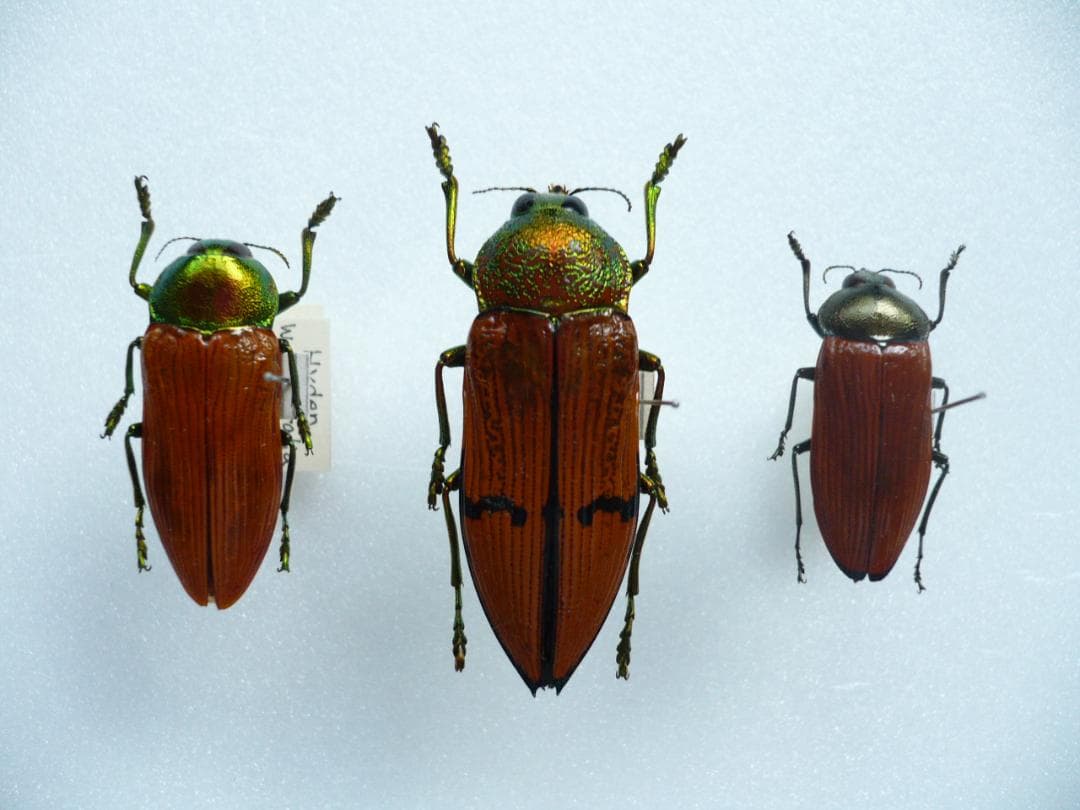 O*ん様 オーストラリアの ムカシタマムシ 3種セット