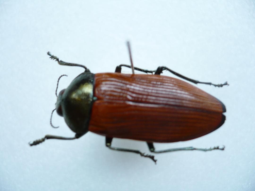 O*ん様 オーストラリアの ムカシタマムシ 3種セット