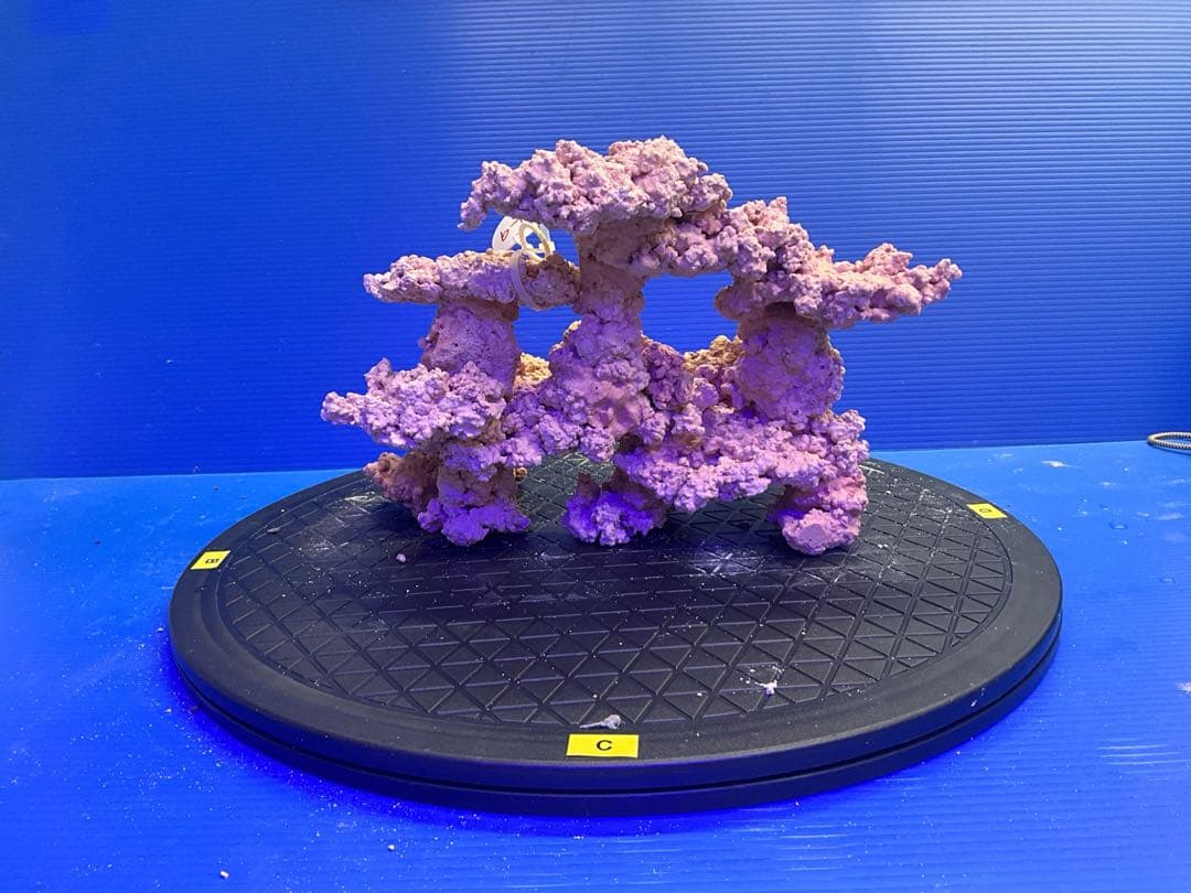 人工ライブロック　No.9-9 無害化処理済