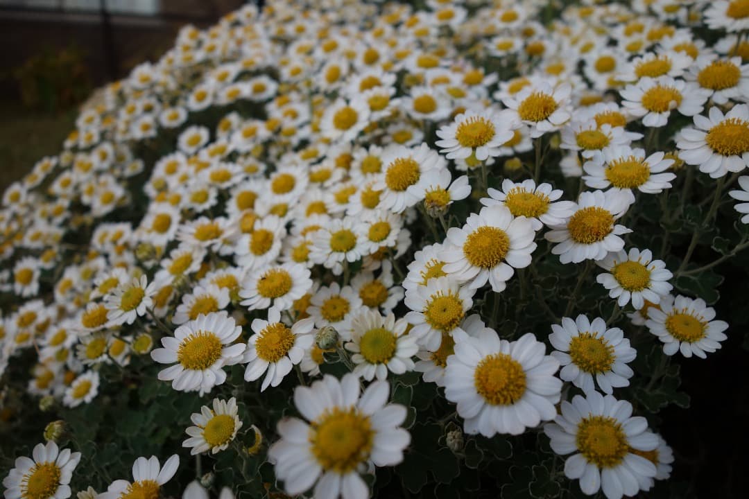 実写美⭕️美品【動作確認済み】SONY Cyber−Shot DSC-RX100