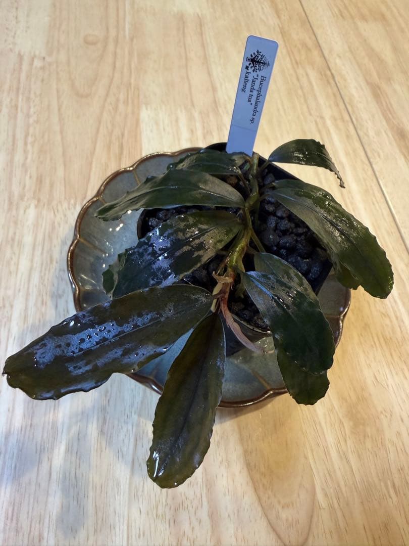 ブセファランドラお得セット E