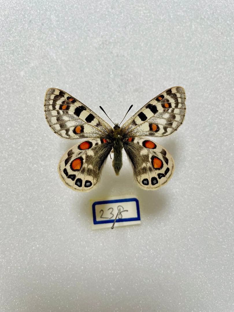 【パラタイプ】パルナシウス・アッコ・モリタイ（青海省、1オス）