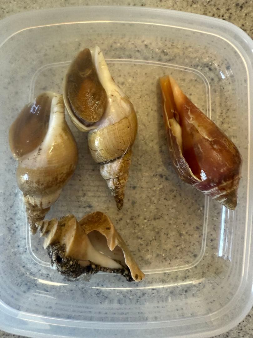 m*a様 貝　まとめ売り