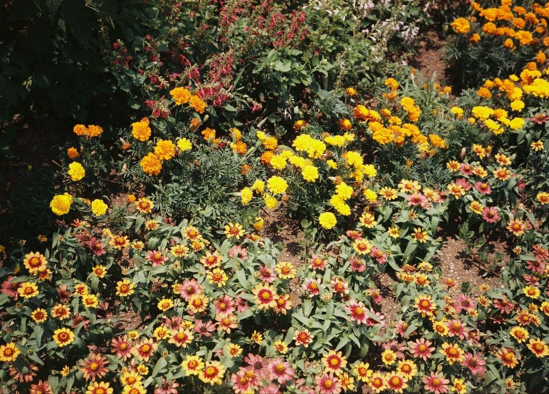 CONTAX T2 コンパクトフィルムカメラ（完動品）