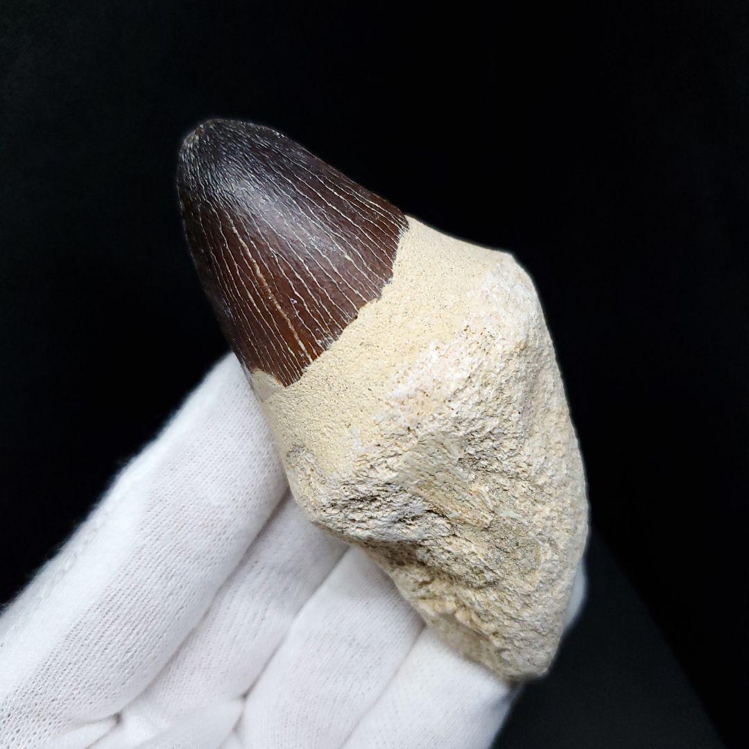 美品 歯根付き モササウルス 化石 歯 本物 モロッコ産 80mm mos82