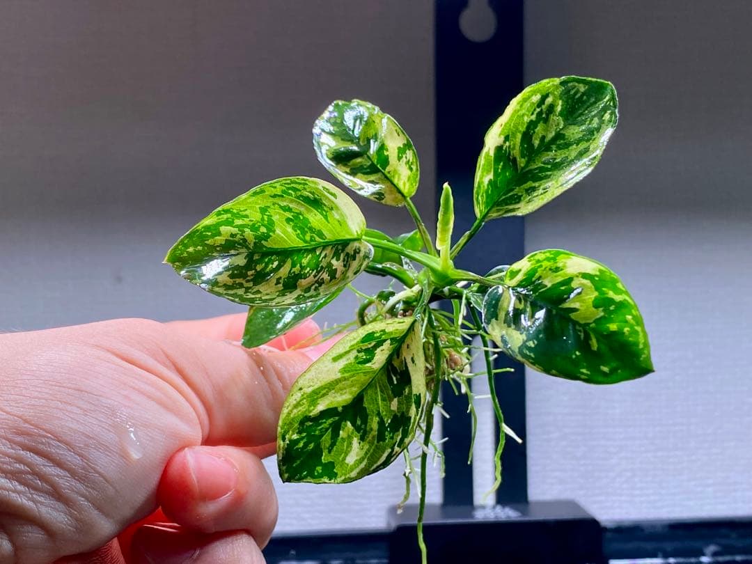 アヌピアス・バリエゲーテッド・キン(アヌビアスナナ　斑入りキング)