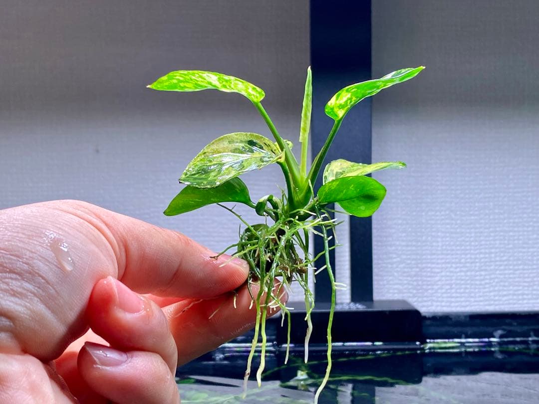 アヌピアス・バリエゲーテッド・キン(アヌビアスナナ　斑入りキング)