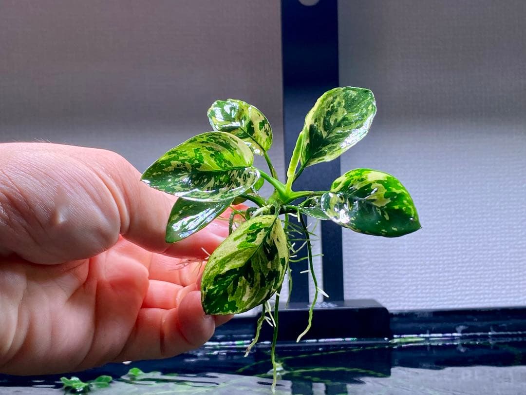 アヌピアス・バリエゲーテッド・キン(アヌビアスナナ　斑入りキング)