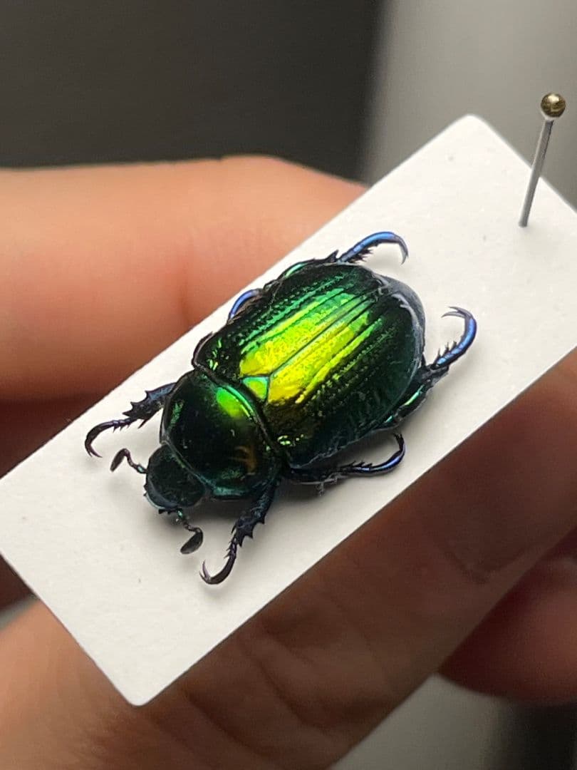 【19mm】Pelidnotaプラチナコガネ コガネムシ ハムシ コブハムシ標本