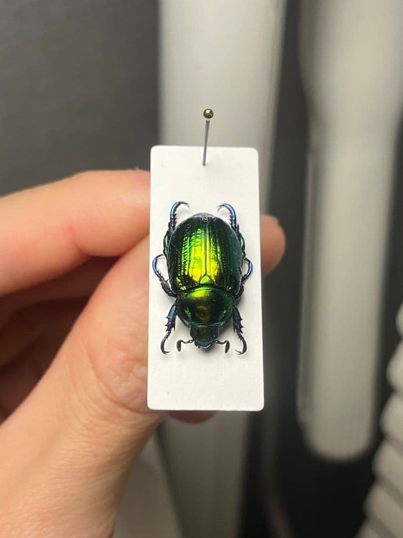 【19mm】Pelidnotaプラチナコガネ コガネムシ ハムシ コブハムシ標本