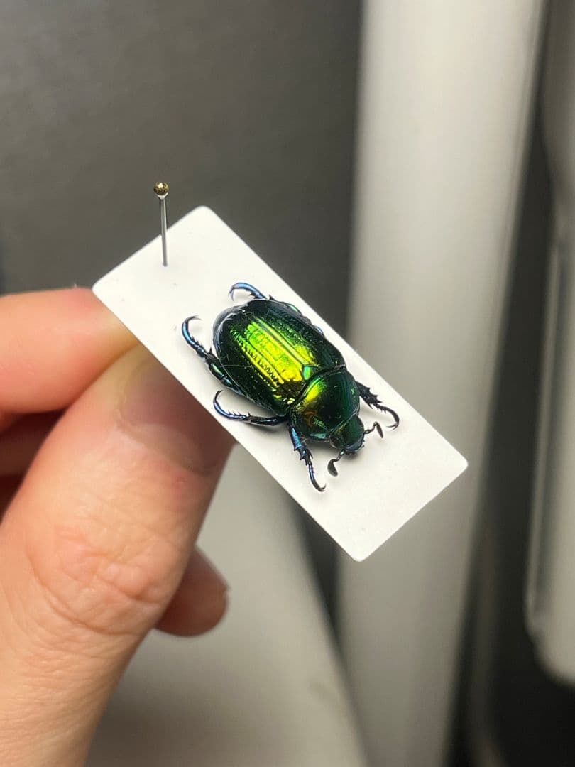 【19mm】Pelidnotaプラチナコガネ コガネムシ ハムシ コブハムシ標本