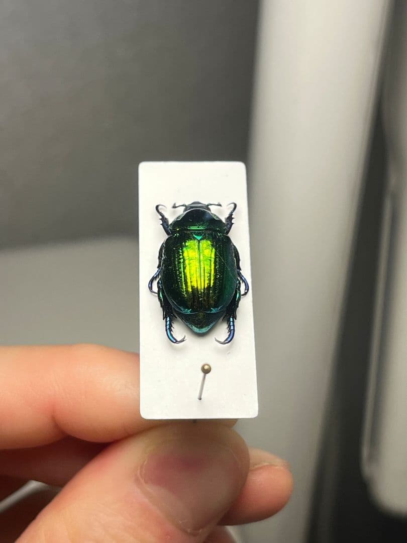 【19mm】Pelidnotaプラチナコガネ コガネムシ ハムシ コブハムシ標本