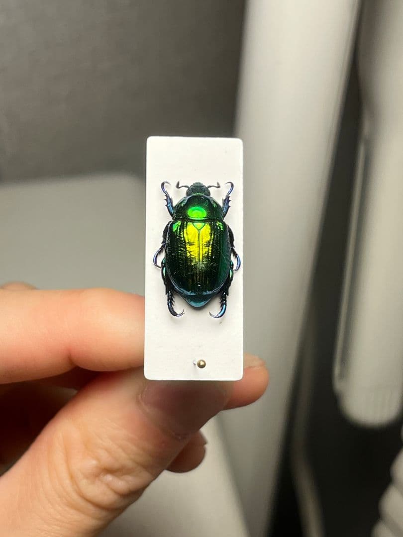 【19mm】Pelidnotaプラチナコガネ コガネムシ ハムシ コブハムシ標本