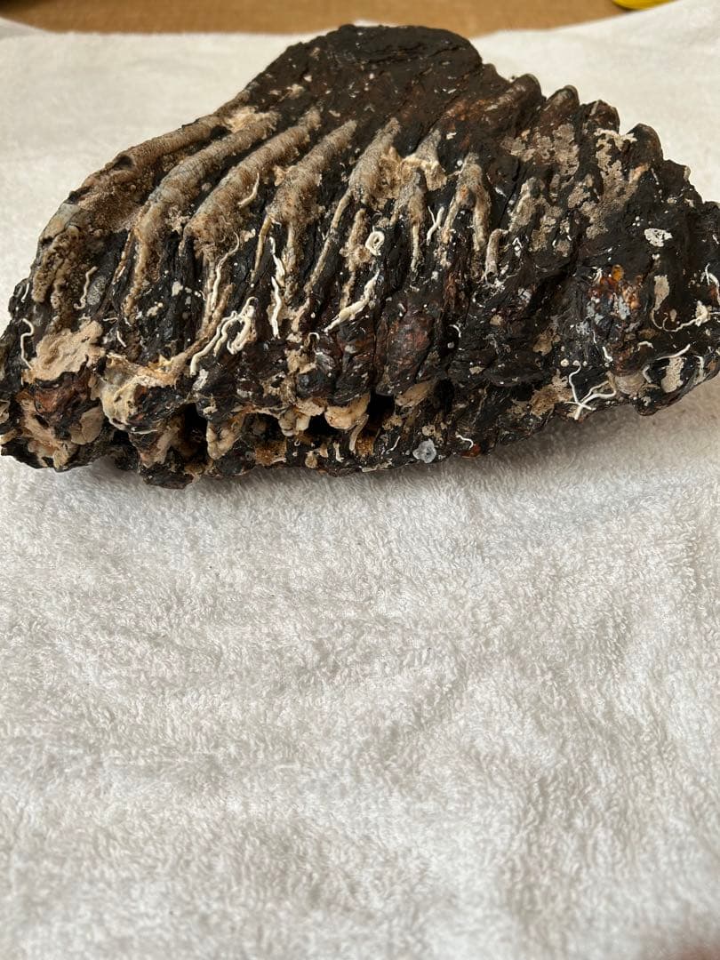 マンモス　ナウマンゾウ化石　臼歯