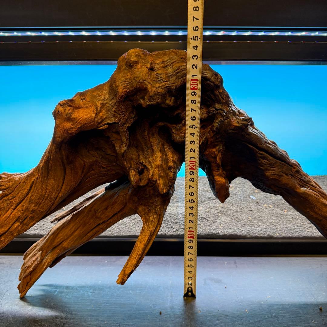 MRW-6797 特大赤系流木　アーチ流木　一点物　90cm水槽用