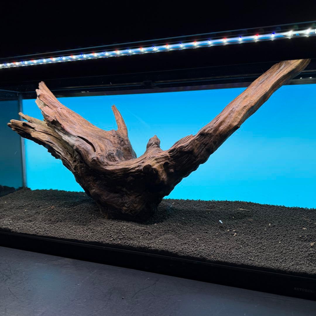 MRW-6797 特大赤系流木　アーチ流木　一点物　90cm水槽用