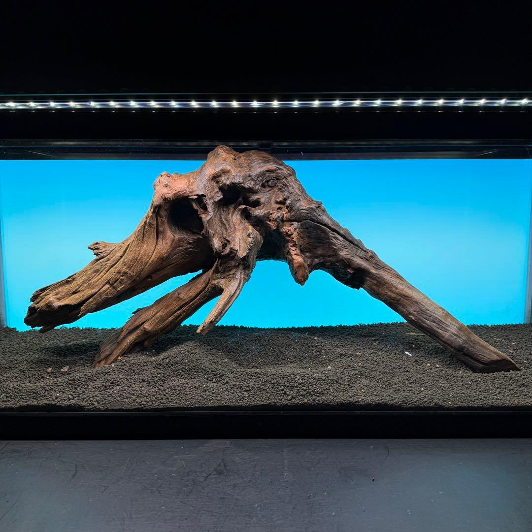 MRW-6797 特大赤系流木　アーチ流木　一点物　90cm水槽用
