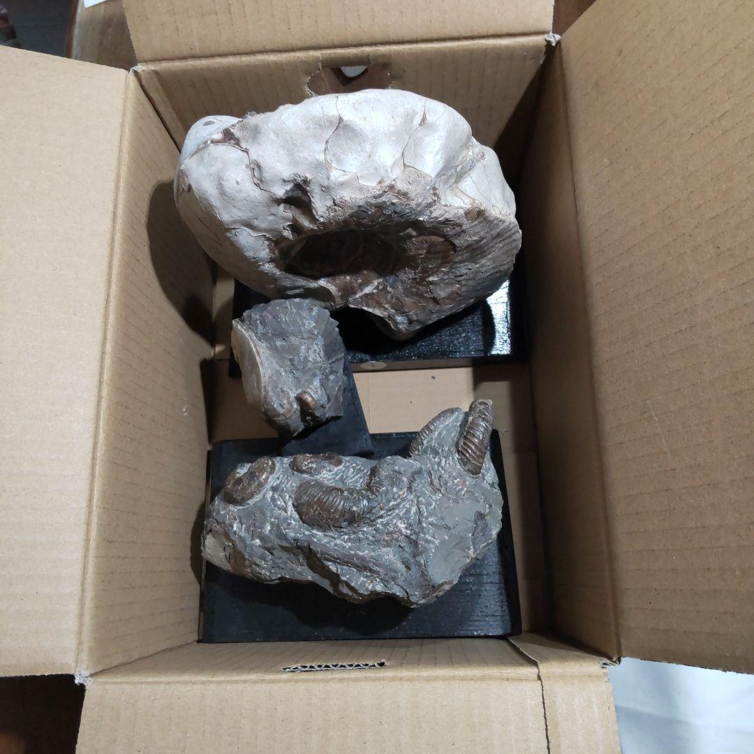 2026年新春　 北海道アンモナイト化石の福箱＋知識資料4点　その1