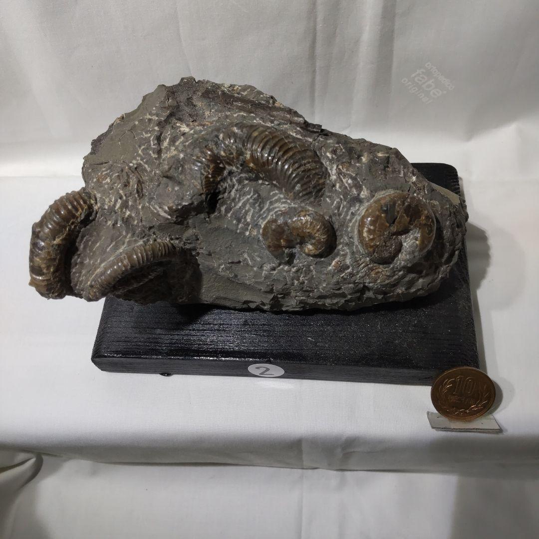 2026年新春　 北海道アンモナイト化石の福箱＋知識資料4点　その1