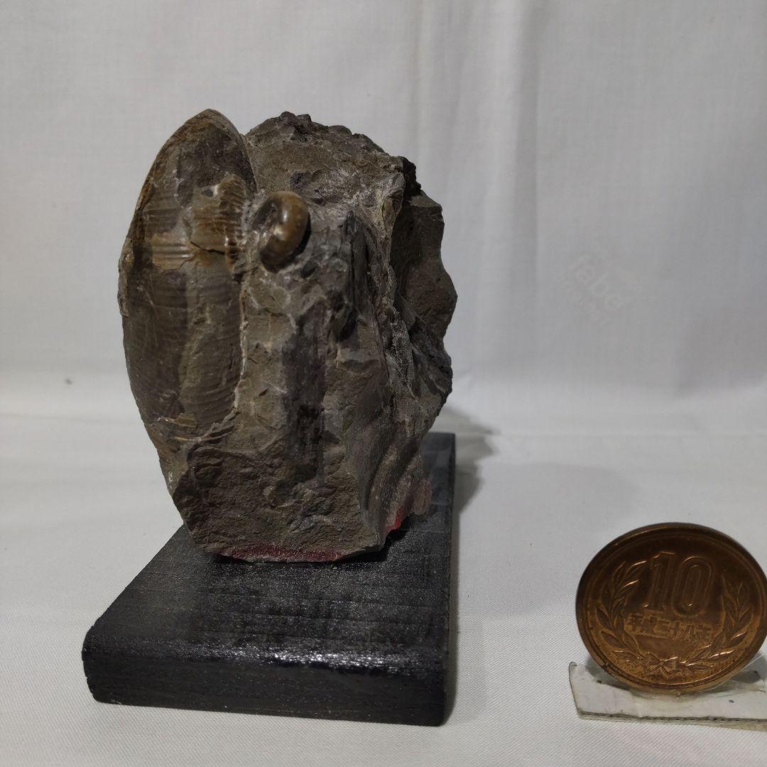 2026年新春　 北海道アンモナイト化石の福箱＋知識資料4点　その1