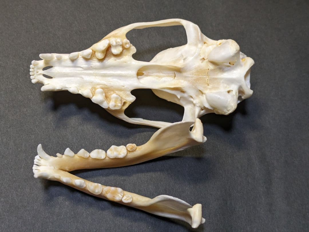 頭骨標本　珍獣パームシベット