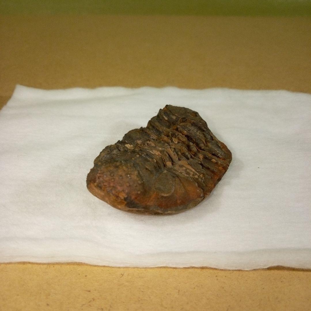 三葉虫　化石　三葉虫化石　究極のレトロ　fossil　ボリビア産　化石管理番号⑤