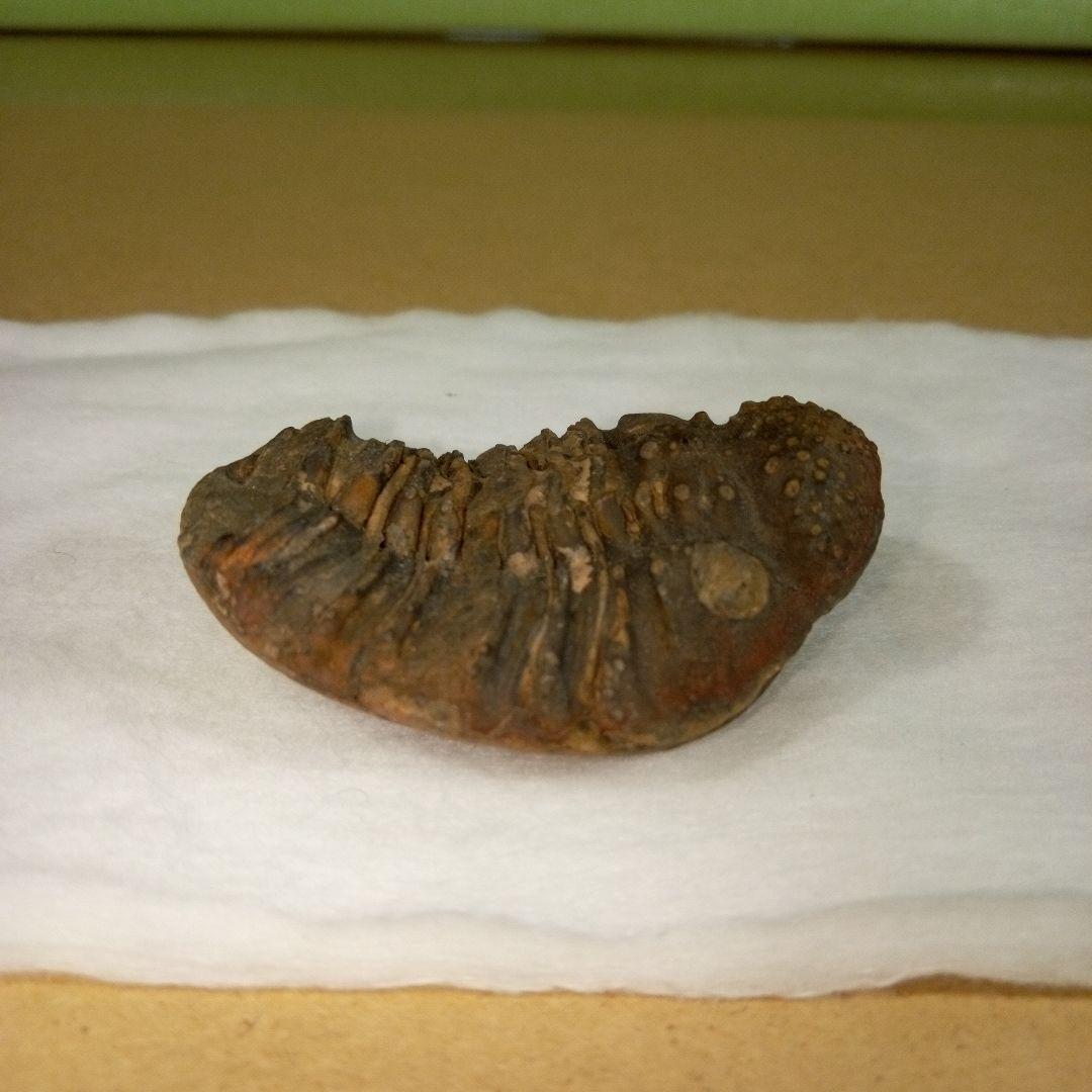 三葉虫　化石　三葉虫化石　究極のレトロ　fossil　ボリビア産　化石管理番号⑤