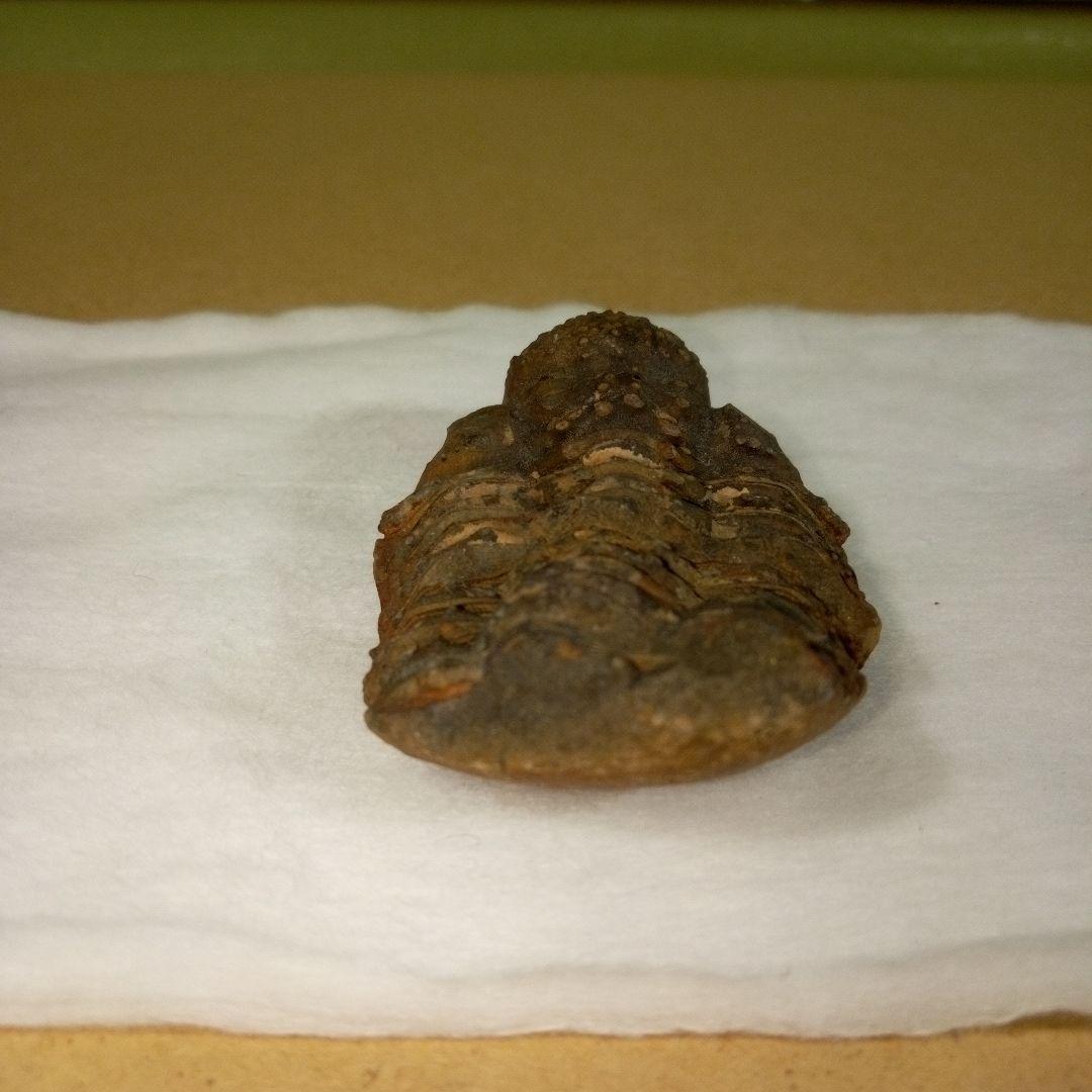 三葉虫　化石　三葉虫化石　究極のレトロ　fossil　ボリビア産　化石管理番号⑤