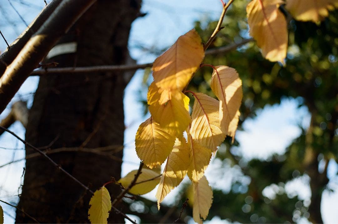 【動作品】Canon AE-1 ブラック + NEW FD 50mm F1.8