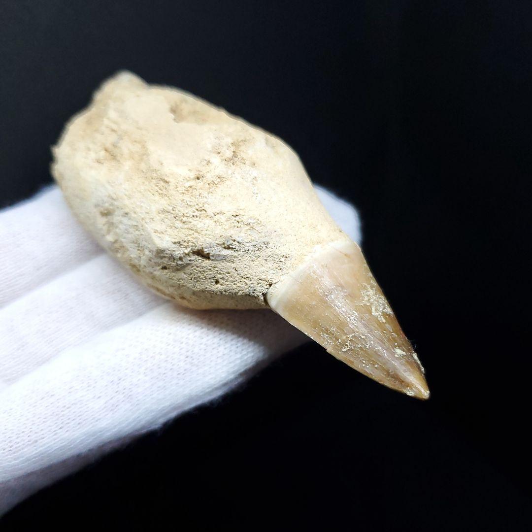 極上 歯根付き モササウルス 化石 歯 本物 85.68mm  mos30