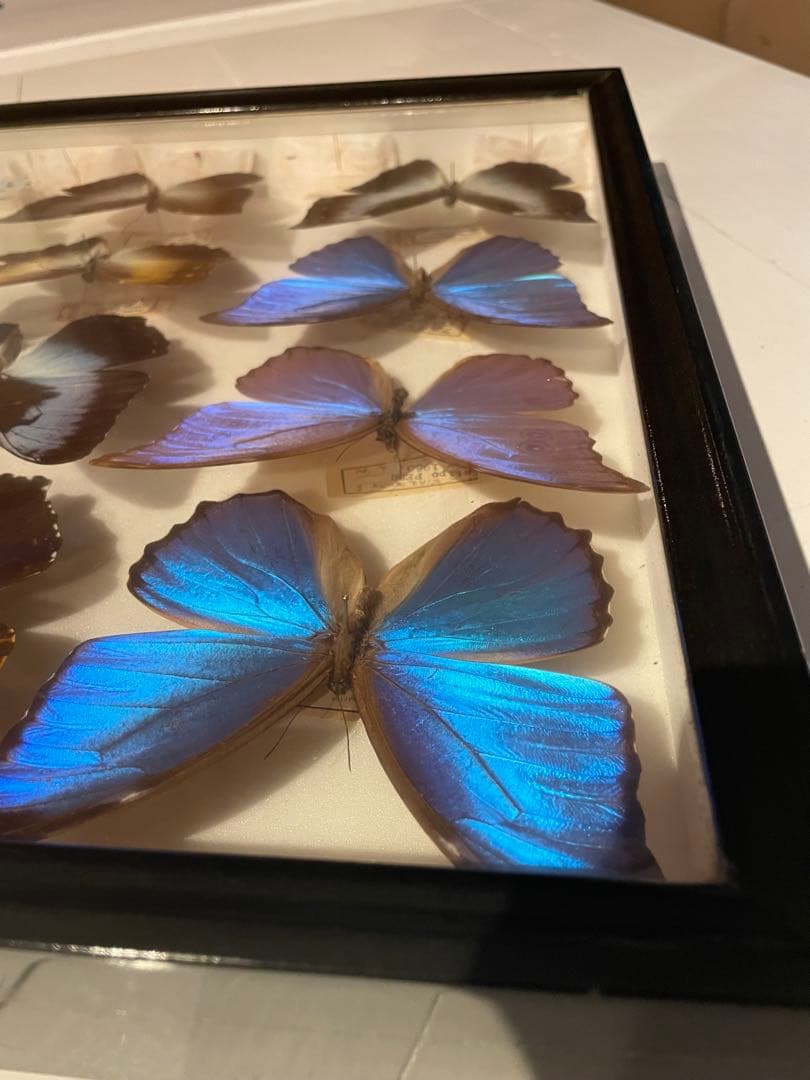 【蝶標本】タイヨウモルフォ他