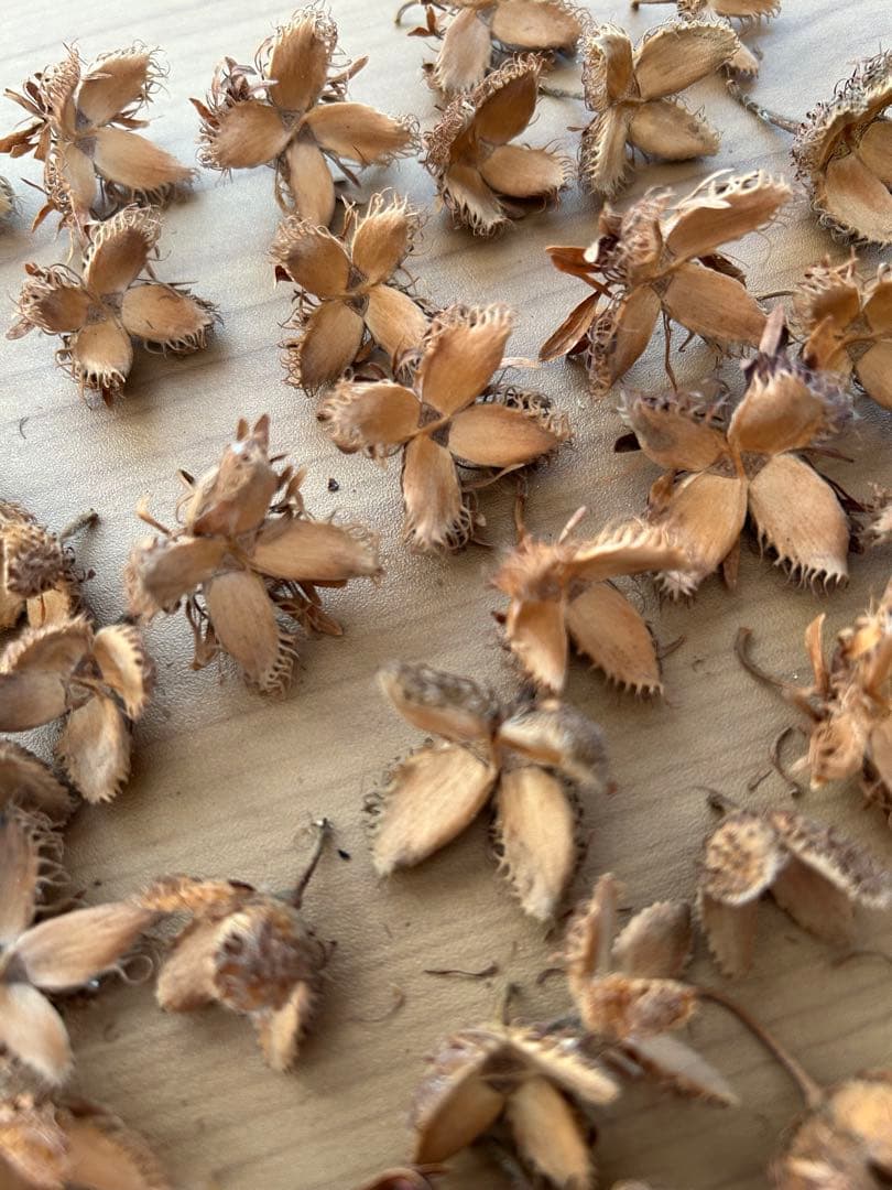 kinacoさま専用　ブナどんぐり殻斗　700個