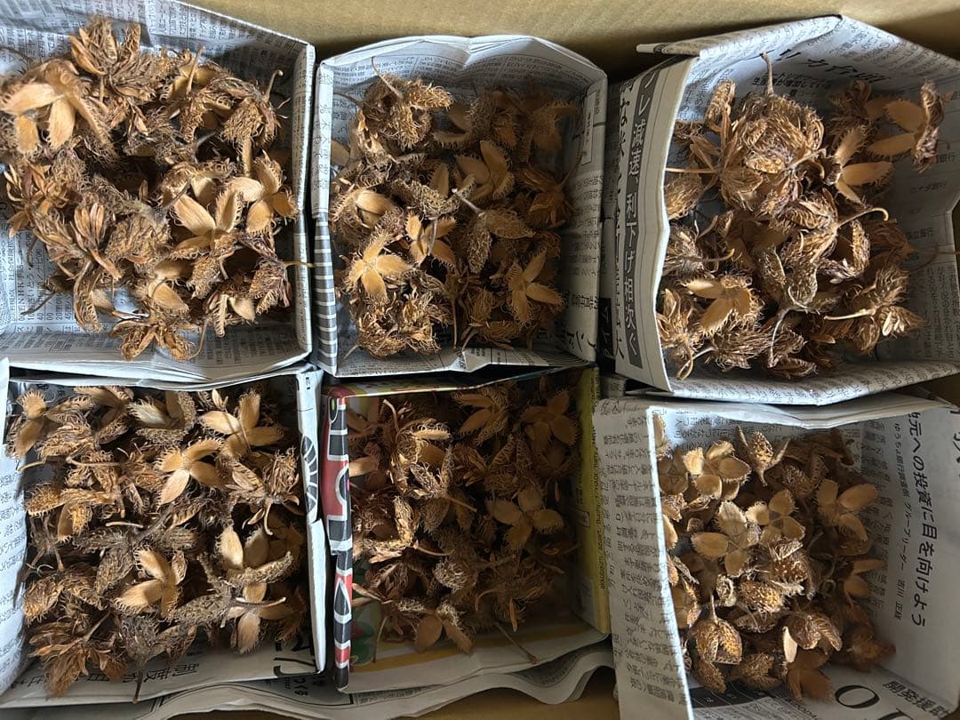 kinacoさま専用　ブナどんぐり殻斗　700個