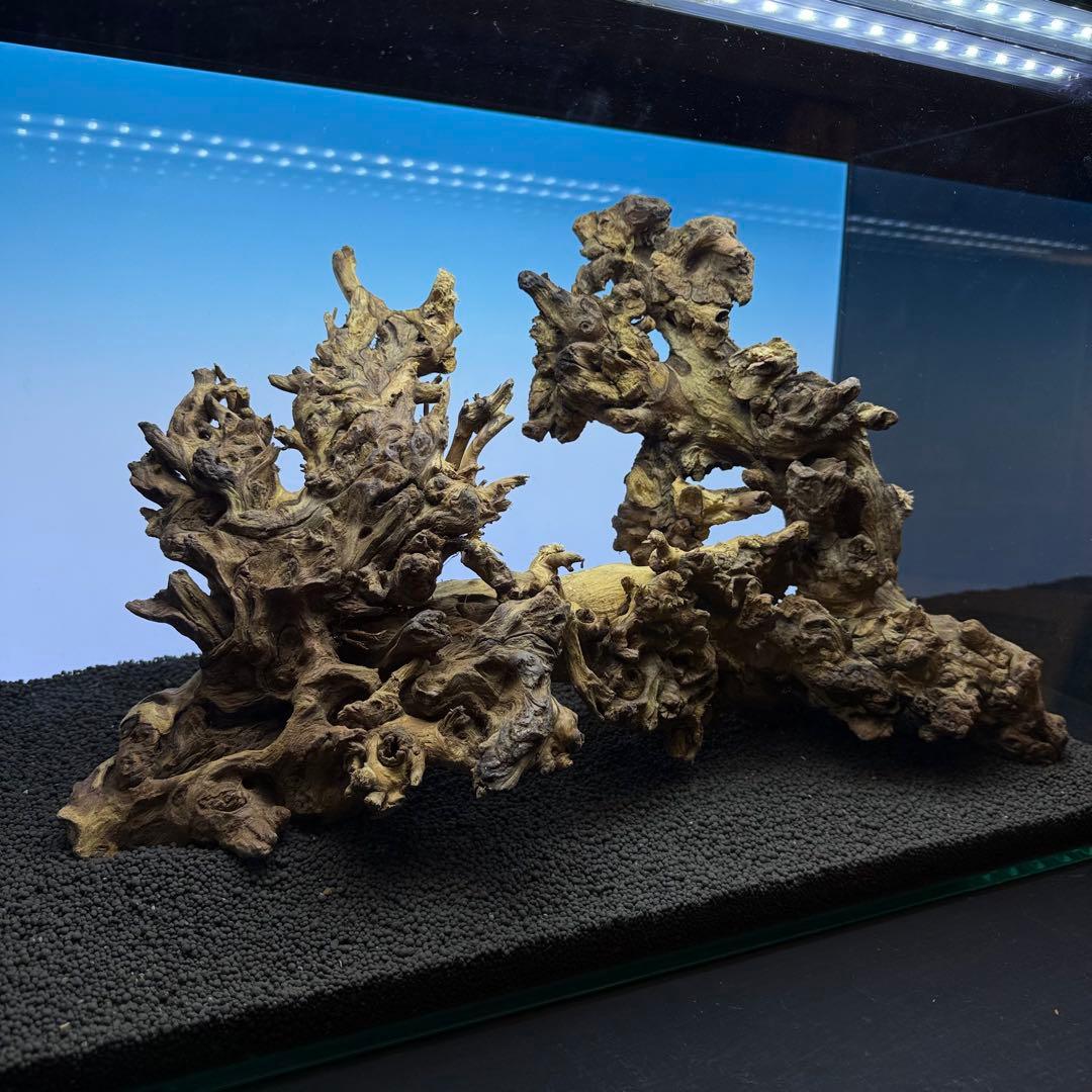 MSW-7084 天然流木 2本セット　枝流木　アクアリウム