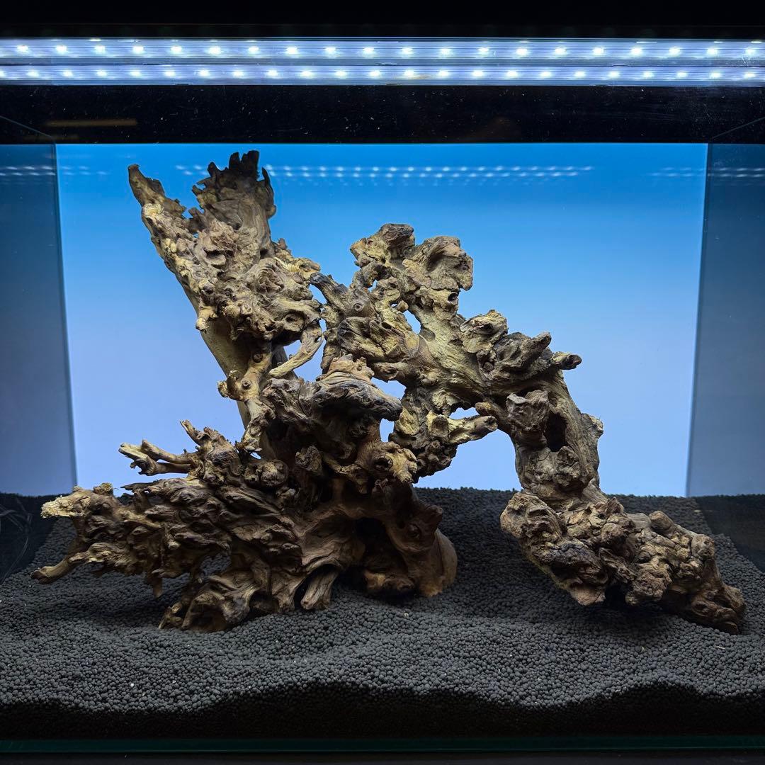 MSW-7084 天然流木 2本セット　枝流木　アクアリウム