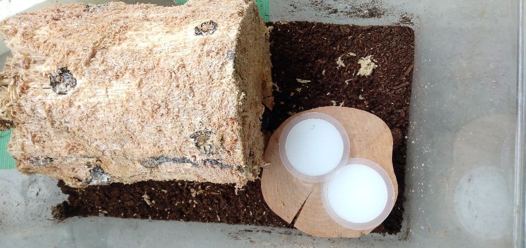 昆虫ゼリー　高栄養★ドルクスゼリー1000個★最安値２ケース