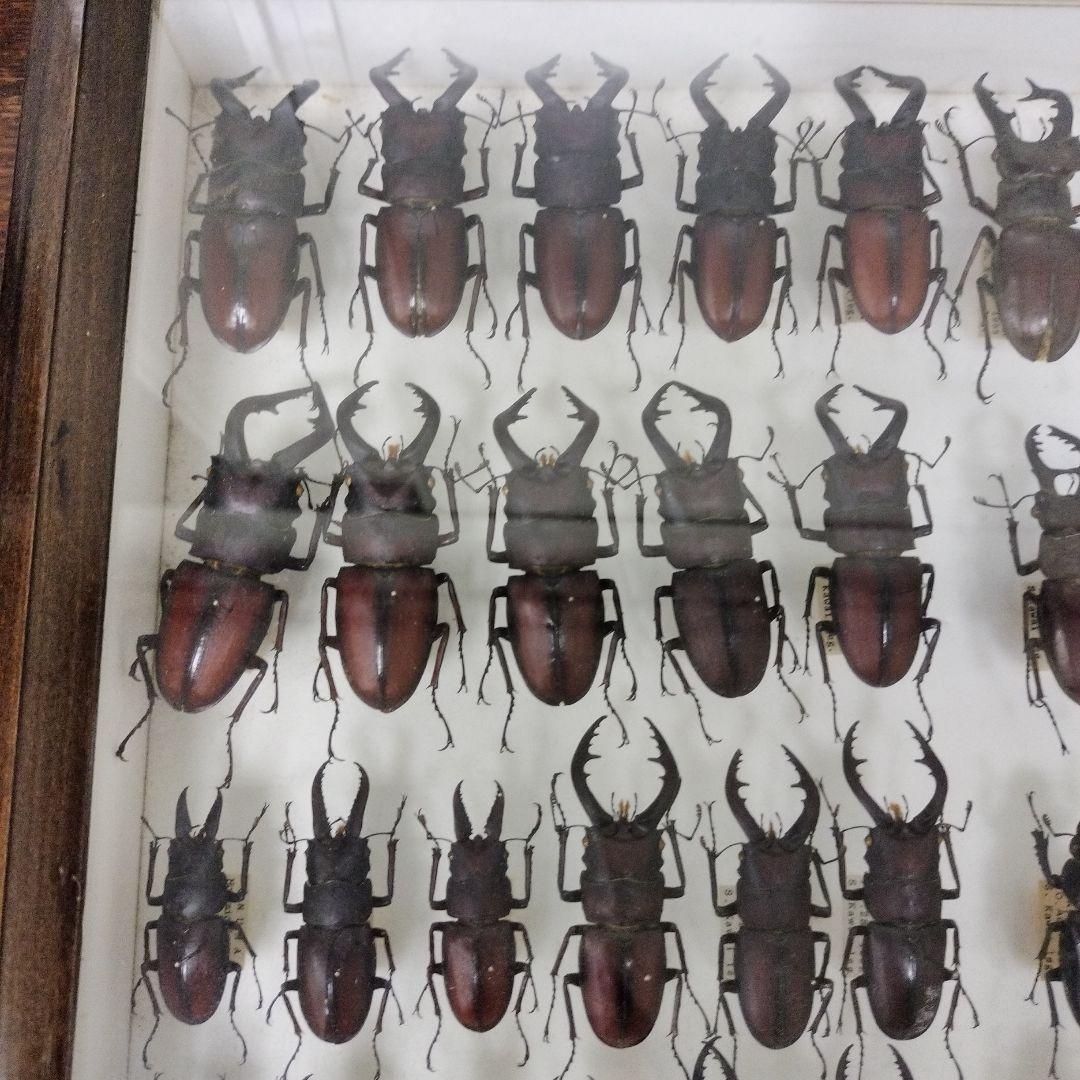 クワガタ標本箱　122匹　JAPAN