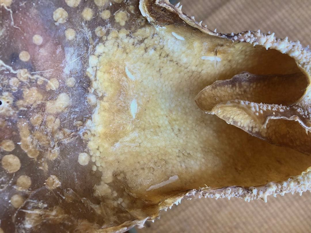 【希少】鮫皮　【梅花皮】