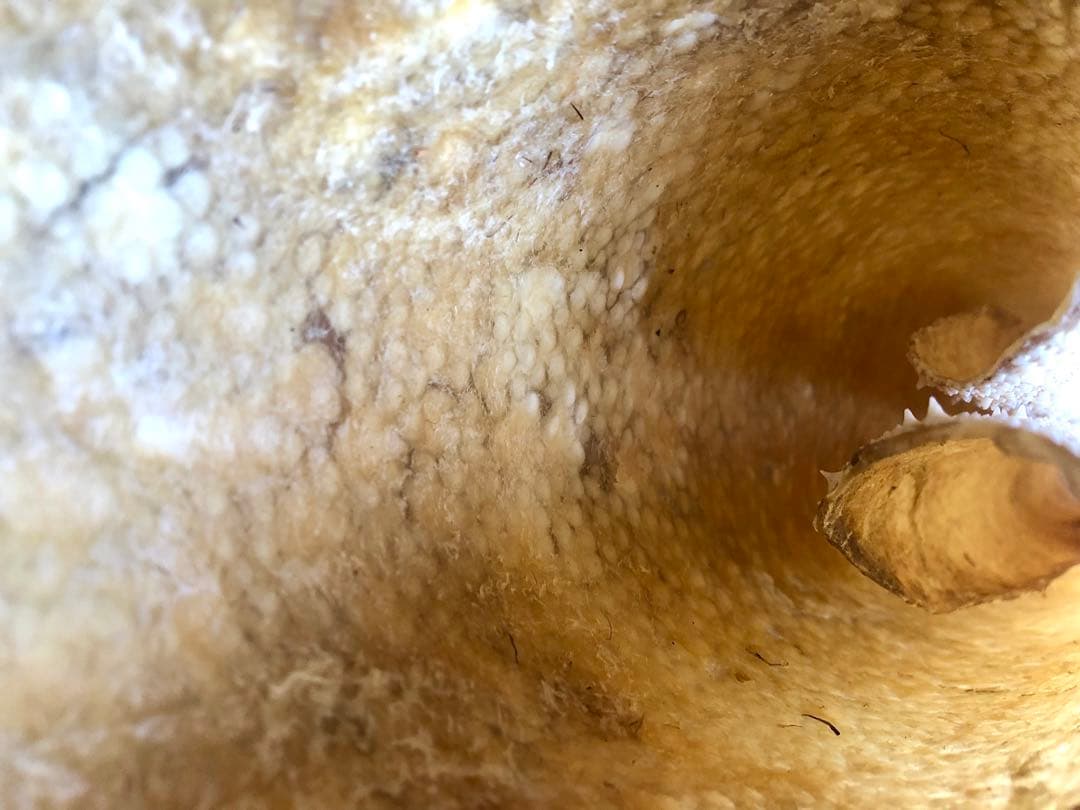 【希少】鮫皮　【梅花皮】