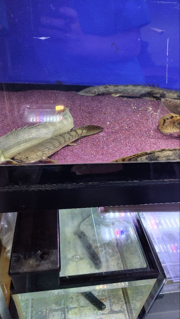 大型アクリル水槽　1800×600×600（h） 上部フィルター