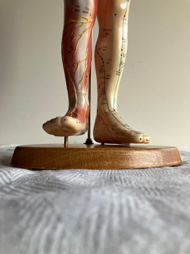 人体経絡経穴モデル　鍼灸整体ツボ　東洋中医学教材　男性人形模型　56㎝